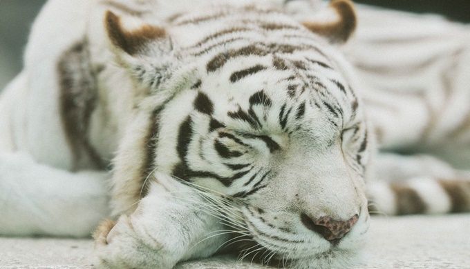 タイガー ホワイト ホワイトタイガー｜ベンガルトラの白変種 ｜